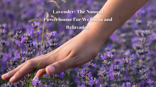 Lavender: The Natural Powerhouse for Wellness and Relaxation